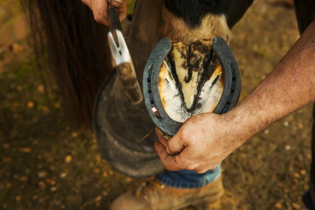 A farrier with a hammer fitting a new horseshoe.